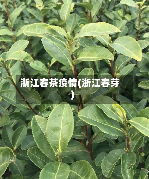 浙江春茶疫情(浙江春芽)-第3张图片