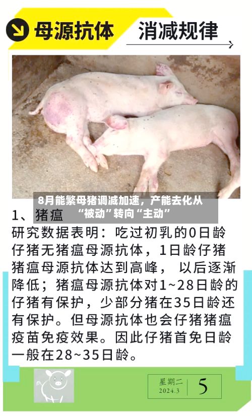 8月能繁母猪调减加速，产能去化从“被动”转向“主动	”-第1张图片