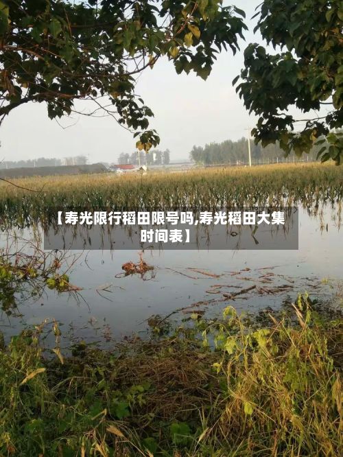 【寿光限行稻田限号吗,寿光稻田大集时间表】-第2张图片