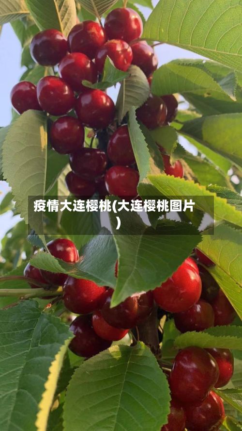 疫情大连樱桃(大连樱桃图片)-第2张图片