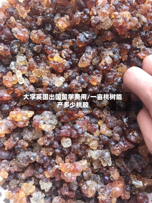大学英国出国留学费用/一亩桃树能产多少桃胶-第3张图片