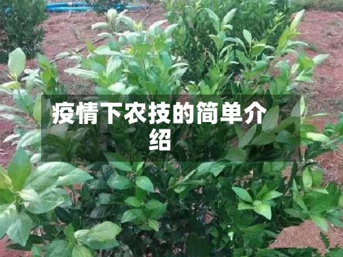 疫情下农技的简单介绍-第2张图片